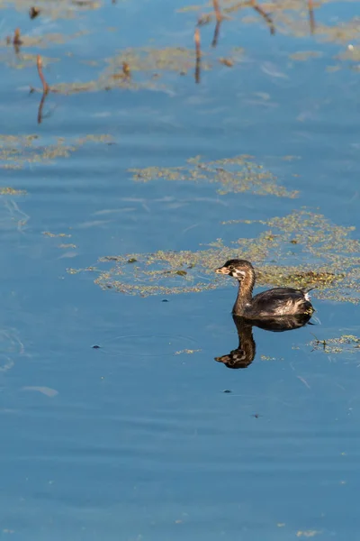 작은 부리를 가진 그 레브 (Grebe), 포 딜 림 버스, 습지에서 수영하는 어린 것들 — 스톡 사진