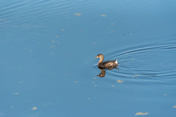 Pied-billed Grebe, Podilymbus podiceps młode pływanie na mokradłach — Zdjęcie stockowe