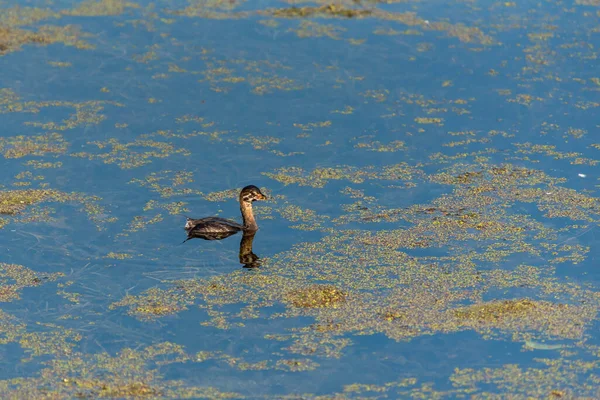 Pied-billed Grebe, Podilymbus podiceps młode pływanie na mokradłach — Zdjęcie stockowe