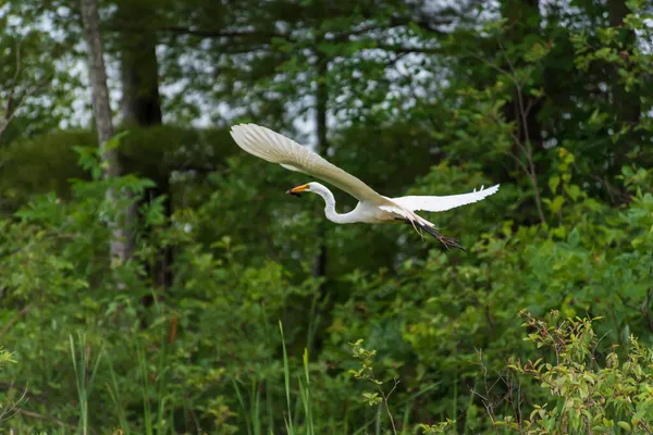 Большая цапля, несущая маленькую птичку во время полета — стоковое фото