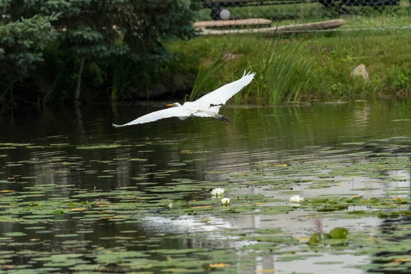 Grande Egret ou Great White Heron em voo — Fotografia de Stock