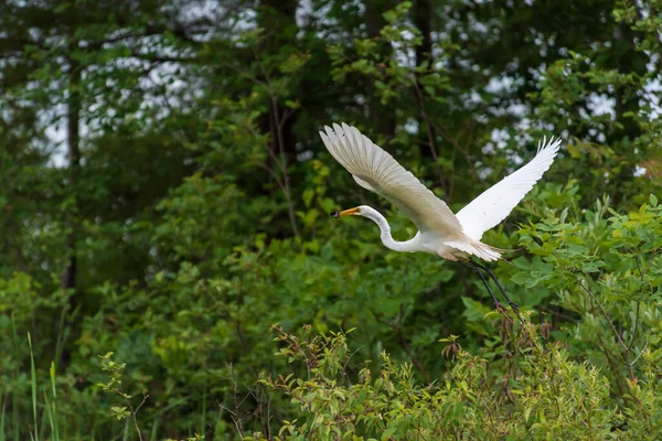 Great Egret llevando un pajarito en vuelo — Foto de Stock