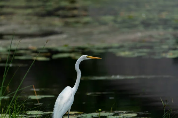 Wielki Egret lub Wielka Biała Czapla patrząc przez wodę. — Zdjęcie stockowe