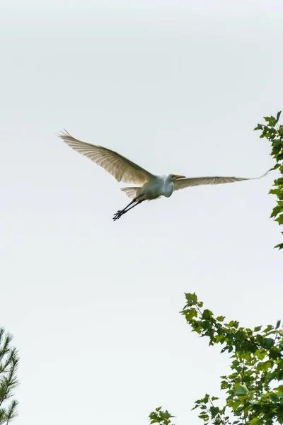 Grande Egret ou Great White Heron voando alto sobre pinheiros. — Fotografia de Stock