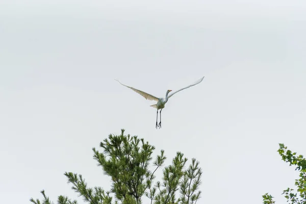 Grande Egret ou Great White Heron pulando em voo. — Fotografia de Stock