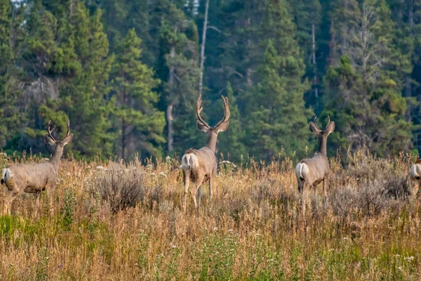 Mezek jelen pasoucí se na kopci s borovicemi v pozadí. — Stock fotografie