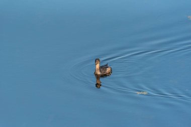 Pied-bill Grebe, Podilymbus Podiceps çocuk sulak alanlarda yüzüyor