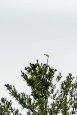 Büyük Akbalıkçıl ya da Büyük Beyaz Balıkçıl bir çam ağacına tünemiş..