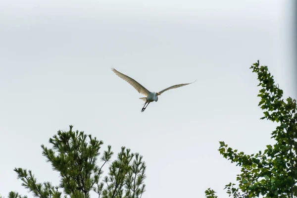 Grande Egret ou Great White Heron voando alto sobre pinheiros. — Fotografia de Stock