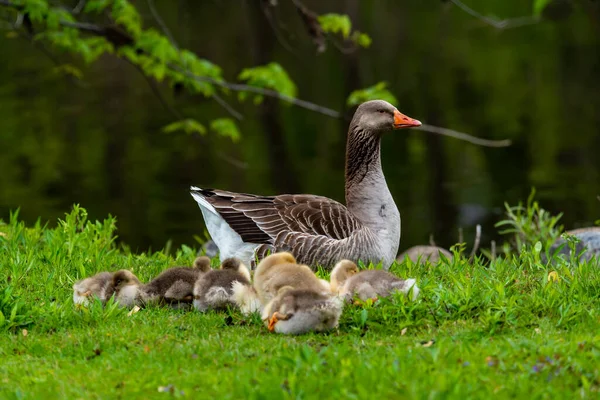 Vuxen tamgås med unga kycklingar i gräset — Stockfoto