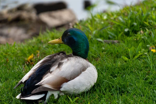 Stockente ruht im Gras am Ufer — Stockfoto