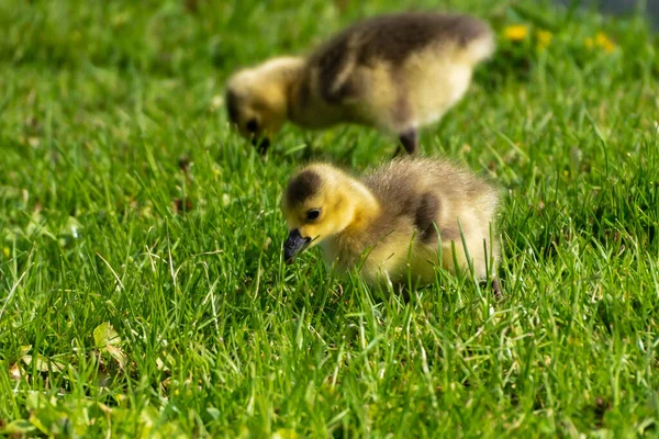 Молодые милые домашние гусыни в траве — стоковое фото