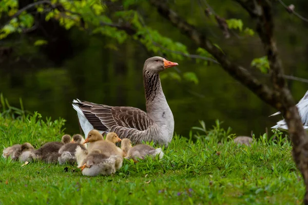 Взрослые гуси отдыхают, пока молодые цыплята кормятся в траве. — стоковое фото