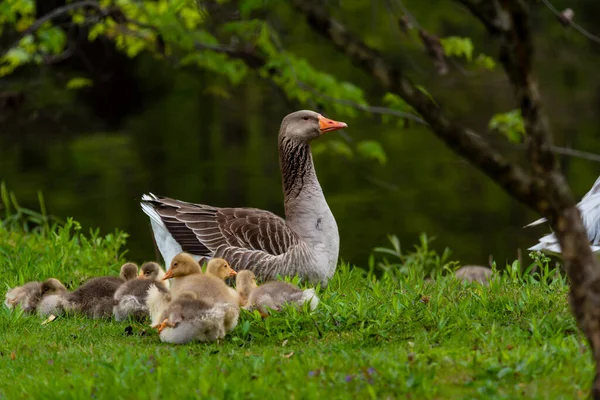 Erwachsene Hausgans ruht, während junge Küken im Gras fressen — Stockfoto