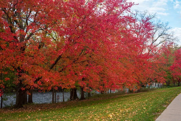 Colorful red Fall foliage on College Campus — Stock Photo, Image