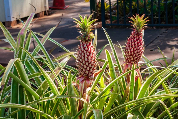 Close-Up of two Pineapple Growing Naturally on a Plant — Stock Photo, Image