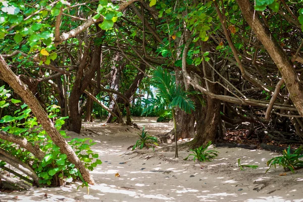 Písečná cesta tropickou džunglí vedoucí na klidnou pláž — Stock fotografie