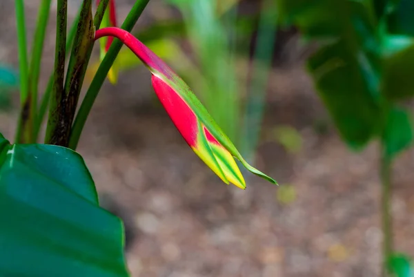 Bird of Paradise with a closed flower in a botanical garden in Hawaii — Stock Photo, Image