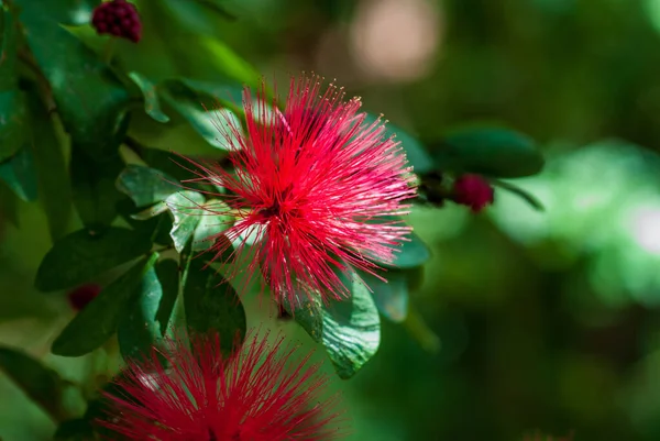 Calliandra harrisii is a species of flowering plants of the genus Calliandra in the family Fabaceae. — Stock Photo, Image