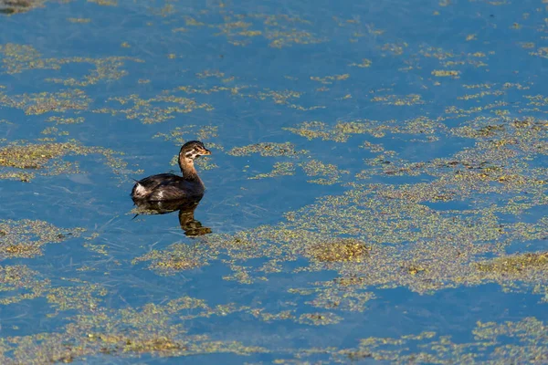 Pied-billed Grebe, Podilymbus podiceps młode pływanie na mokradłach — Zdjęcie stockowe