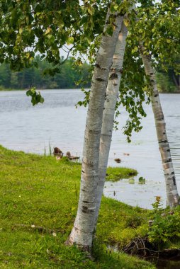Nehrin kıyısındaki güzel beyaz huş ağacı