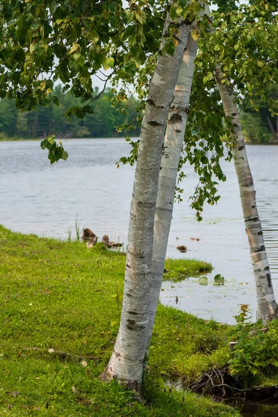 Nehrin kıyısındaki güzel beyaz huş ağacı