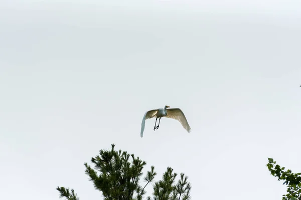 Grande Egret ou Great White Heron empoleirado no alto de um pinheiro. — Fotografia de Stock