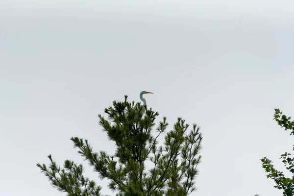 소나무높은 곳에 자리잡고 있는 거대 한 황로 혹은 거대 한 흰 왜가리. — 스톡 사진