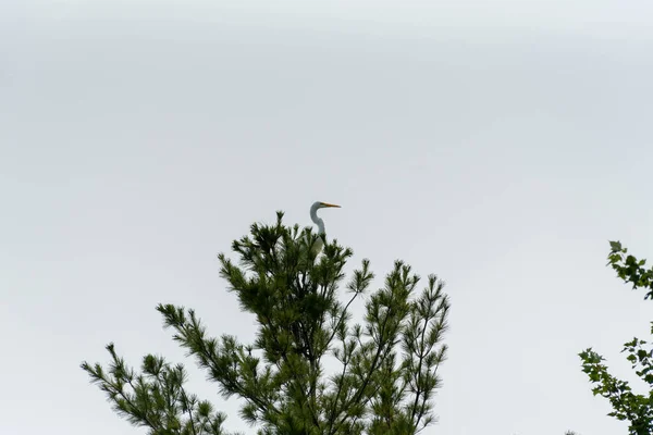 Great Egret or Great White Heron perched high in a pine tree. — Stock Photo, Image