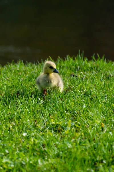 Junge süße häusliche Gänseküken im Gras — Stockfoto