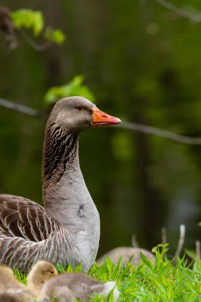 Adult domestic goose in the grass with young chicks — Stockfoto