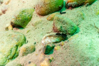 Superior Gölü 'nde tatlı su midyesi bulundu.