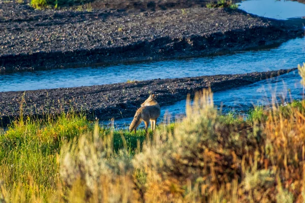 Fox v Yellowstonském národním parku stalking ducks in river. — Stock fotografie