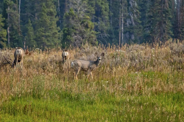 骡鹿在山上吃草，背景是松树. — 图库照片