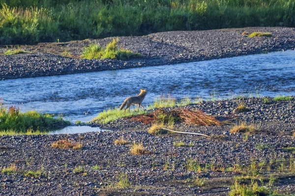 옐로스톤 국립 공원에 사는 여우 가 강에서 오리를 쫓고 있다. — 스톡 사진