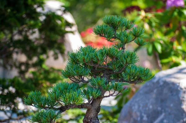 Traditional japanese bonsai miniature tree in a outdoor garden — Stock Photo, Image