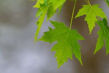Young green maple leaves with defocused water in the background