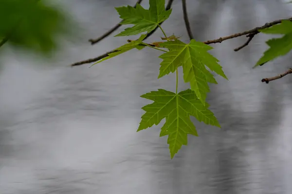 Young green maple leaves with defocused water in the background — Fotografia de Stock