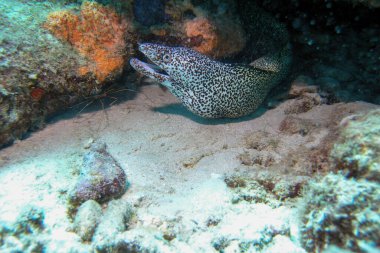 Spotted moray gymnothorax isingteena peering out from hiding place