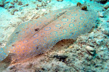 Closeup of Peacock Flounder resting on seabed