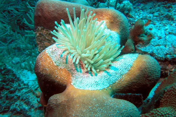 Yellow sea anemones water-dwelling, predatory animals of the order Actiniaria — Foto de Stock