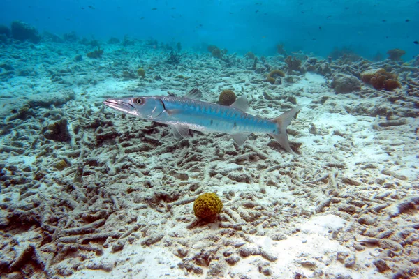 Great Barracuda swimming over a coral reef — Stock Photo, Image