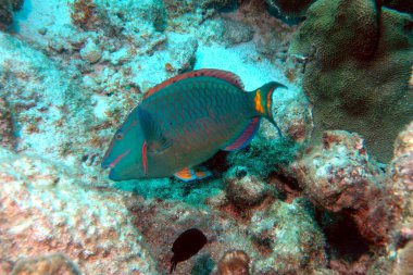 Stoplight parrot fish feeding on the coral in Bonaire