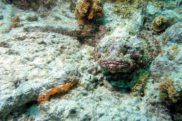 Extremely dangerous scorpionfish Scorpaenidae resting on the coral — Stock Photo, Image