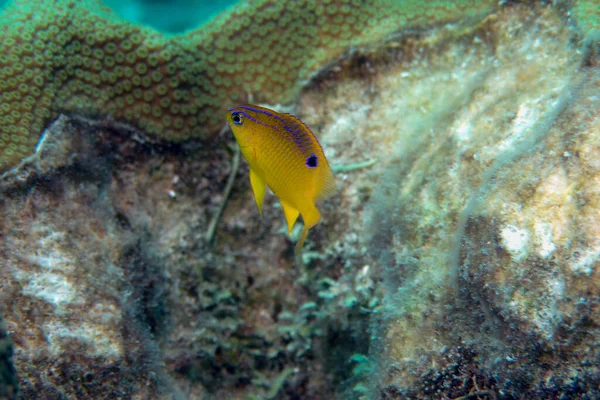Joven aleta larga damisela flotando sobre coral Stegastes diencaeus — Foto de Stock