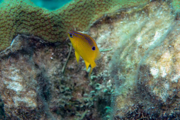 Juvenile Longfin Damselfish hovering over coral Stegastes diencaeus — Photo