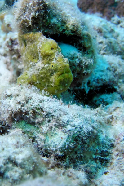 Yeloow colored Painted Frogfish antennarius pictus on a Tropical Coral Reef — Zdjęcie stockowe