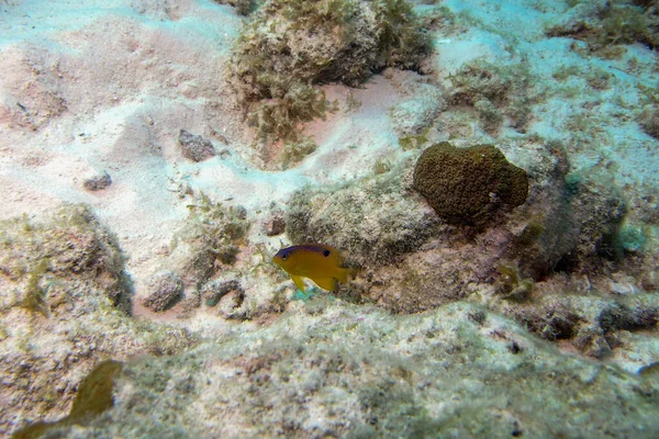 Νεανική Longfin Δαμασκηνός αιωρείται πάνω από τα κοράλλια Στεγαστές diencaeus — Φωτογραφία Αρχείου