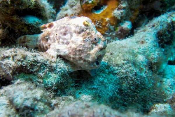 Pink colored Painted Frogfish antennarius pictus on a Tropical Coral Reef — Stock Photo, Image