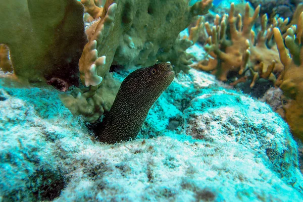 Juvenile Goldentail Moray Eel on the Reef — Stock Photo, Image